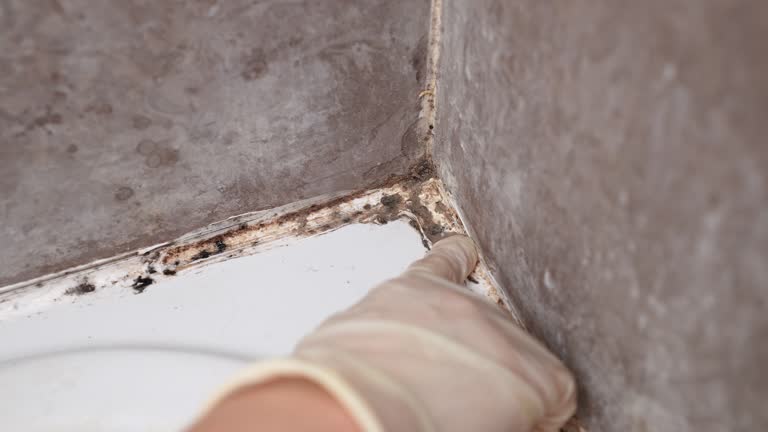  Menonee, MI Mold Removal Pros